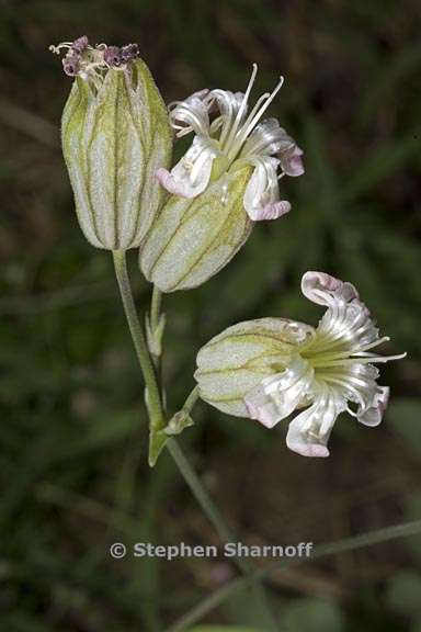 silene douglasii var douglasii 7 graphic